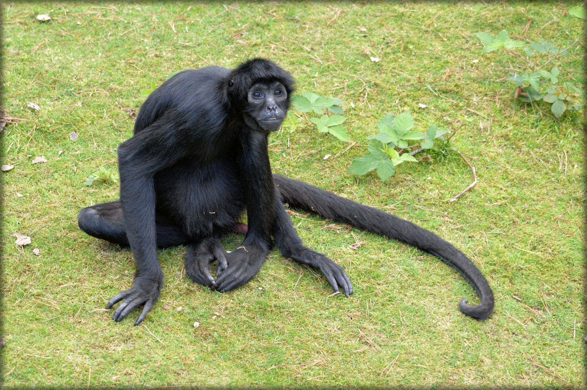 monkey prehensile tail monkeys spider monkey free photo