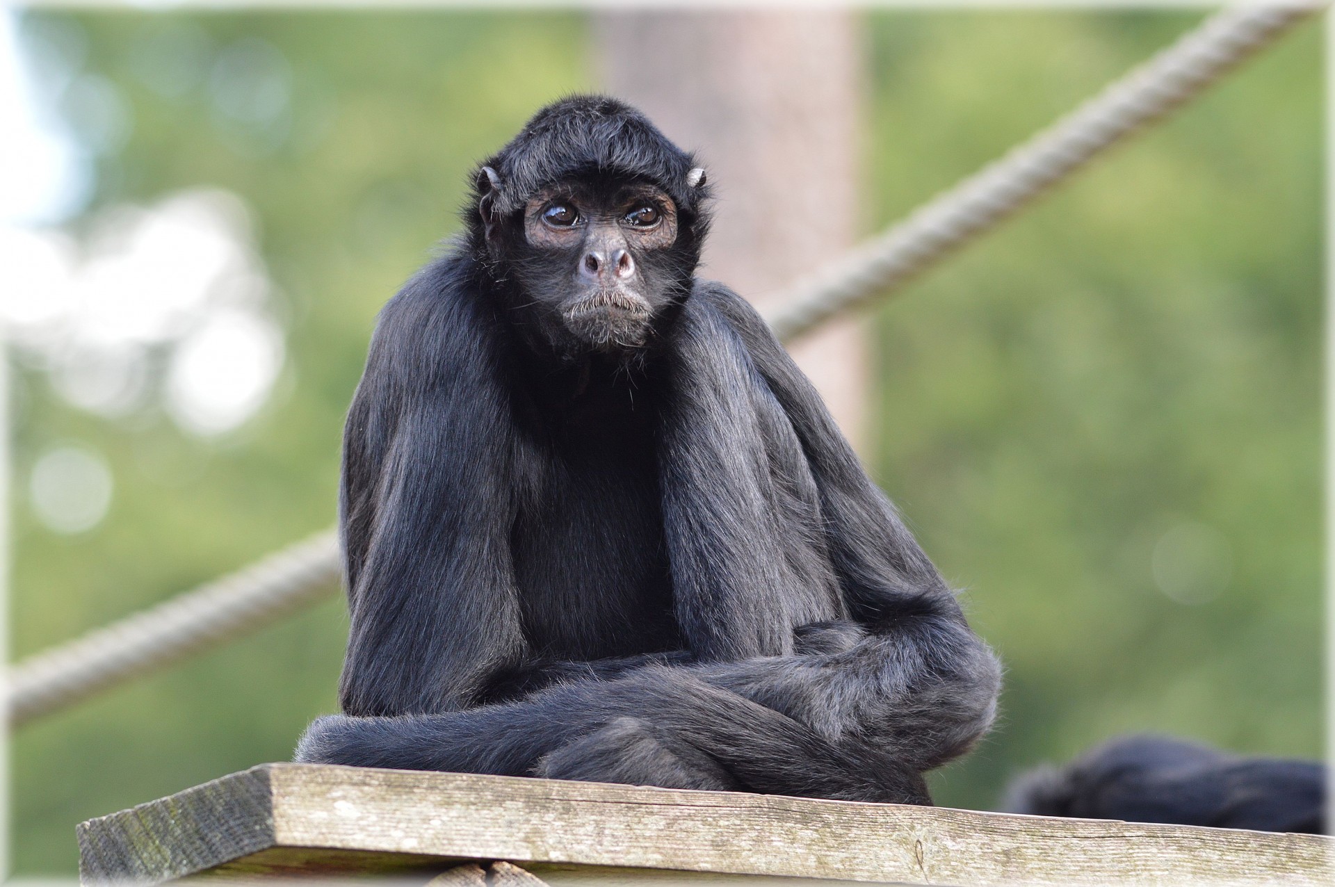 monkey prehensile tail monkeys spider monkey free photo