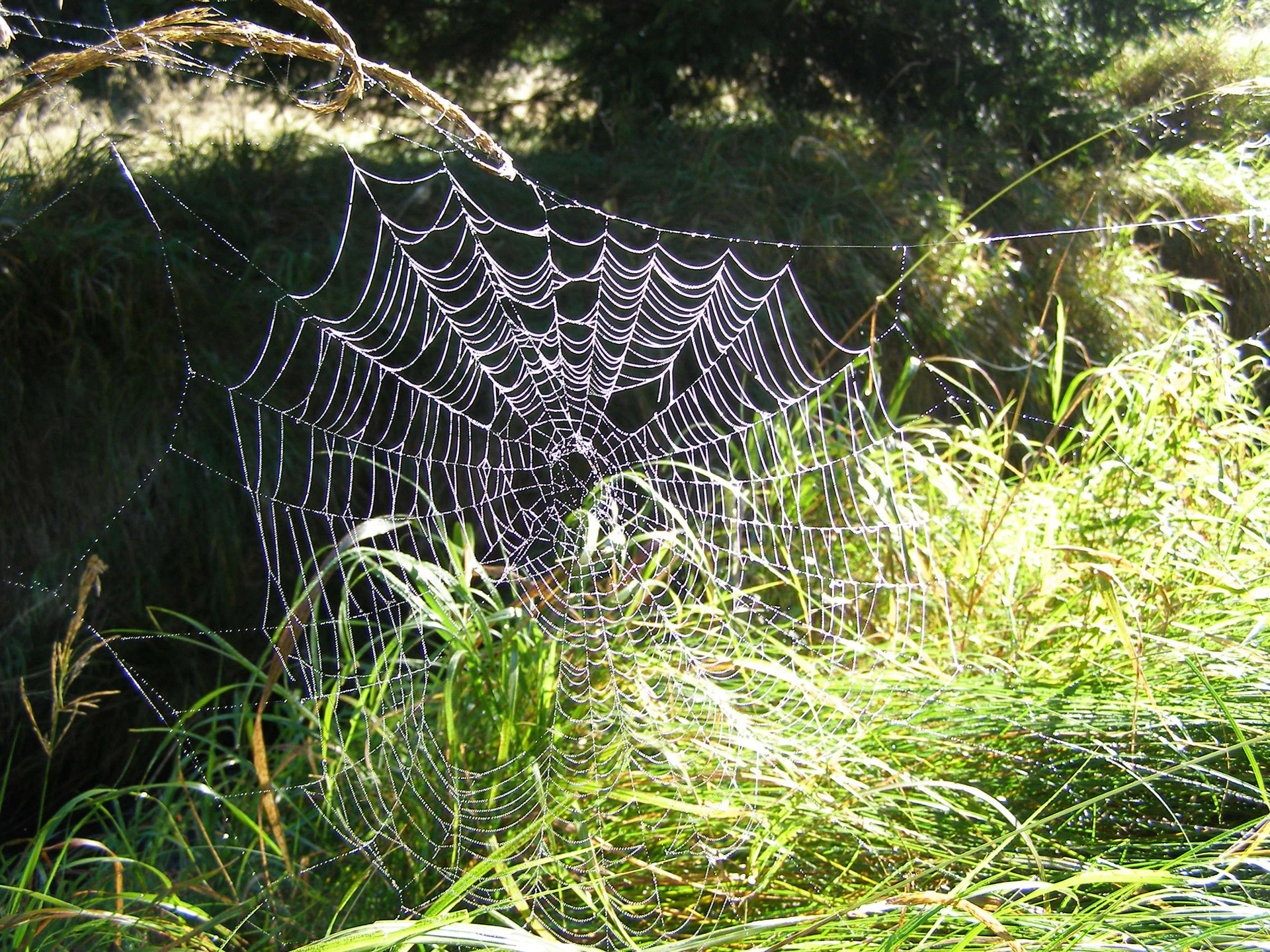 net spider grass free photo