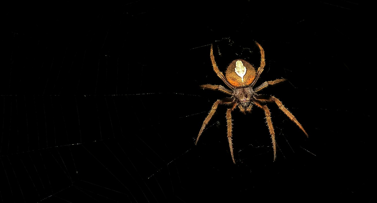 spider night insect macro free photo