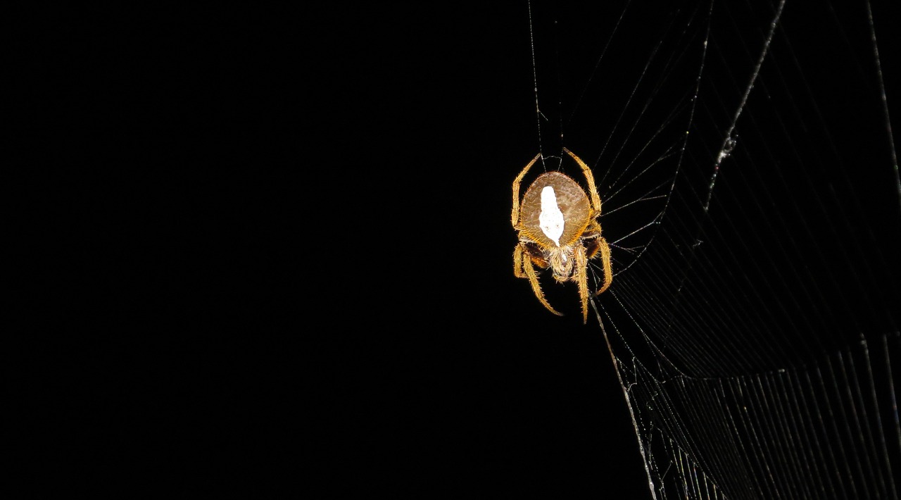 spider night hunter insect free photo