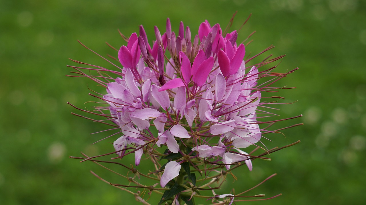 spider on a flower cleome hassleriana red free photo