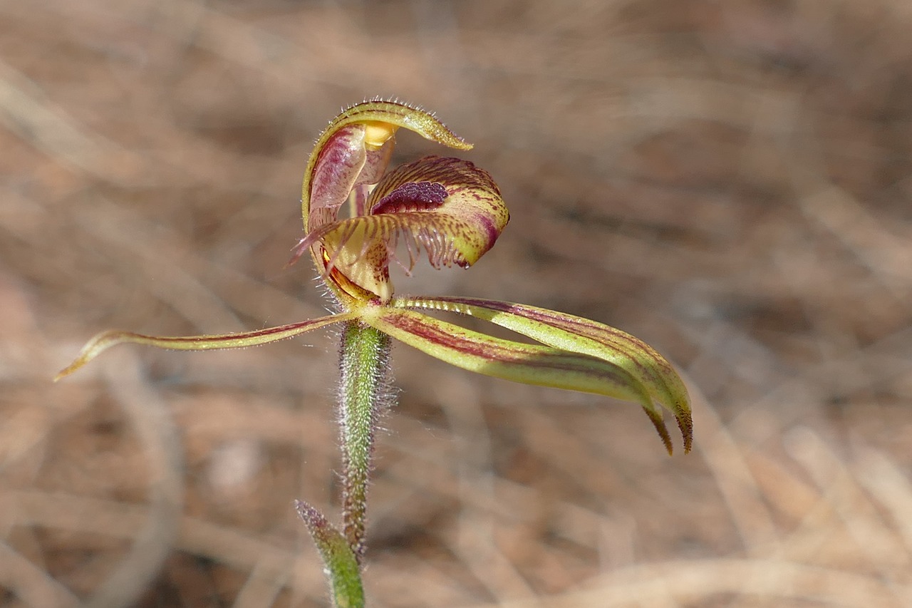 spider orchid orchid exotic free photo