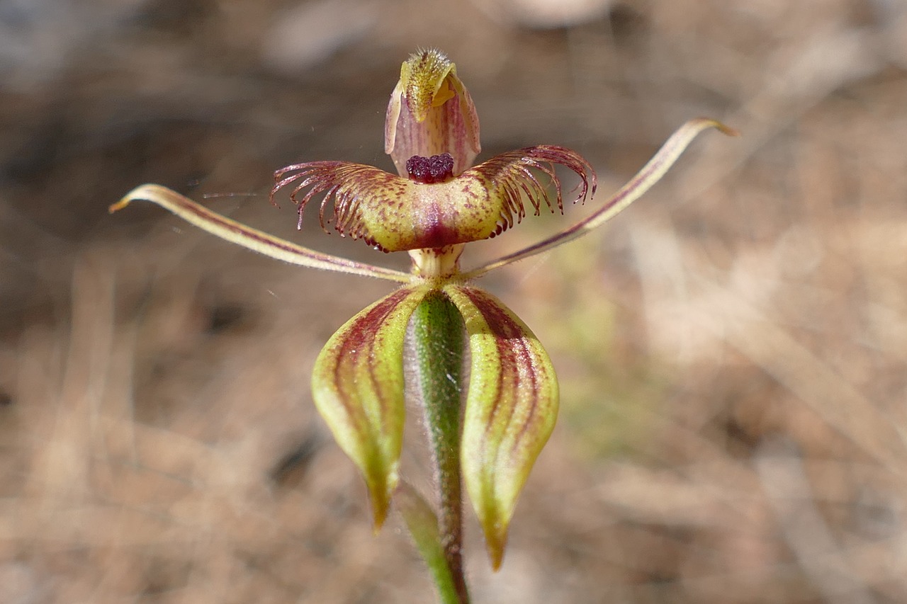 spider orchid orchid plant free photo