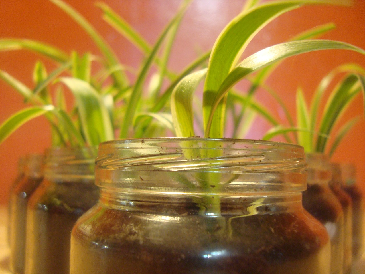 spider plant houseplant glas free photo