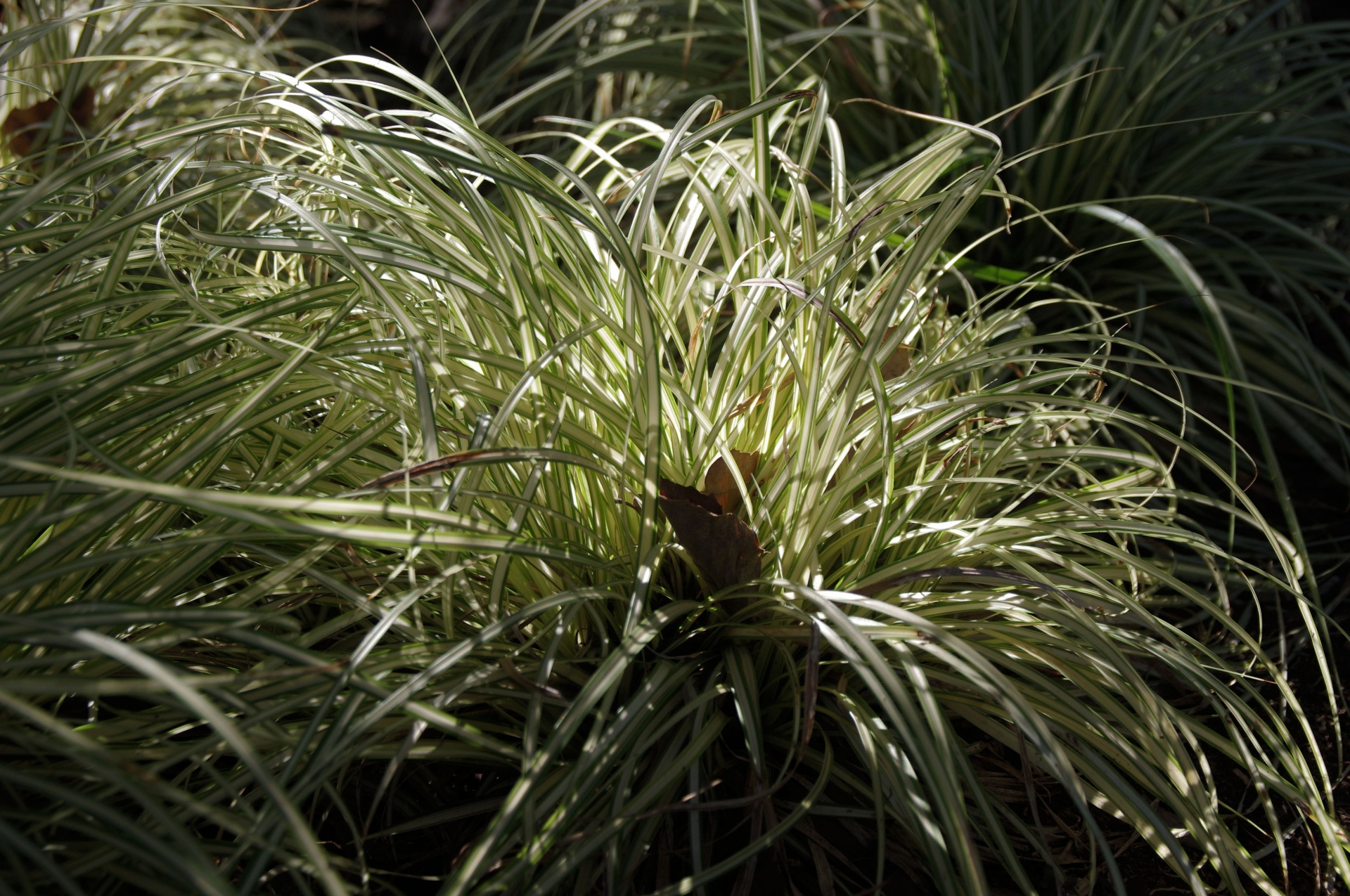 spider plant ray sunlight free photo