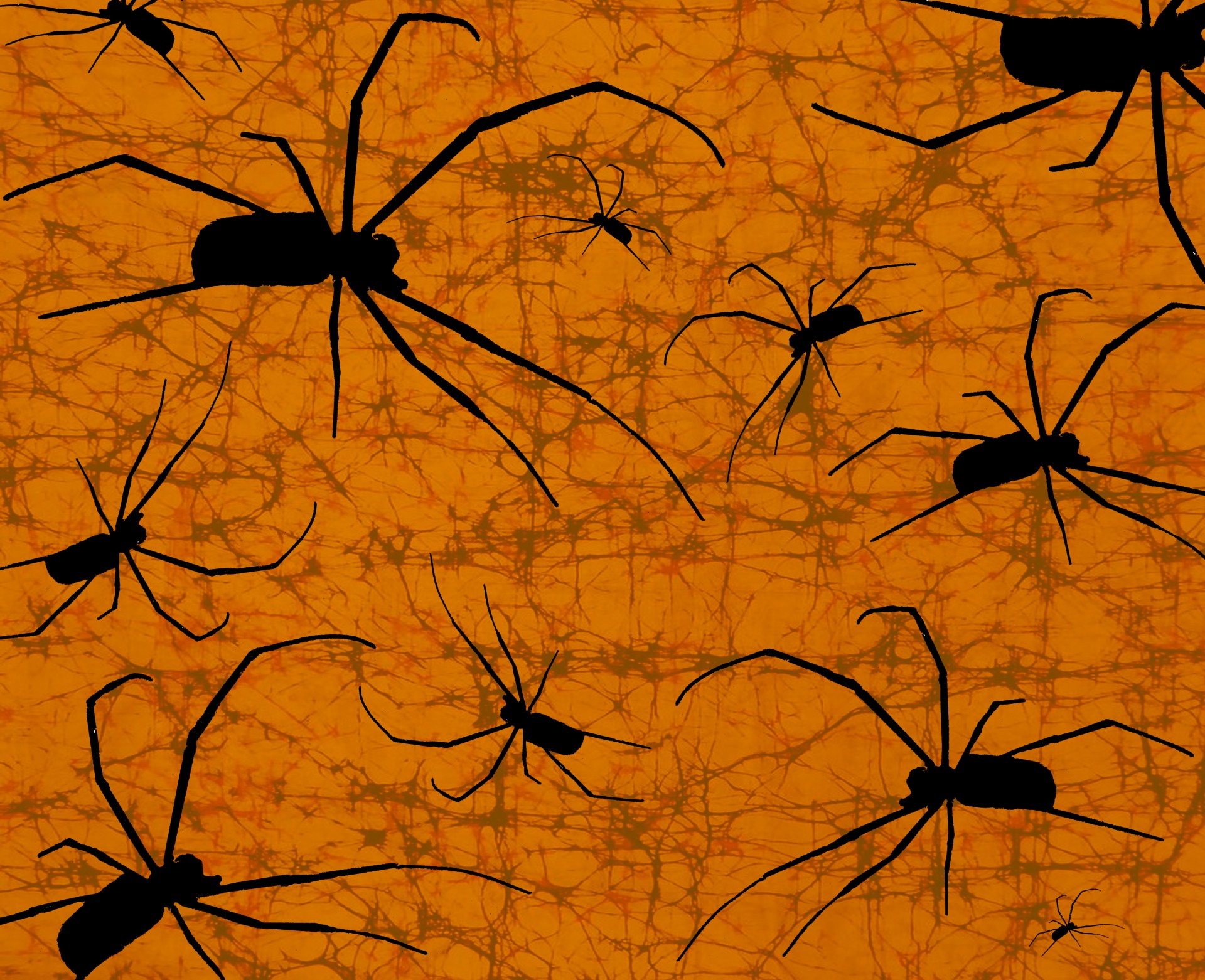 spider creepy illustration free photo
