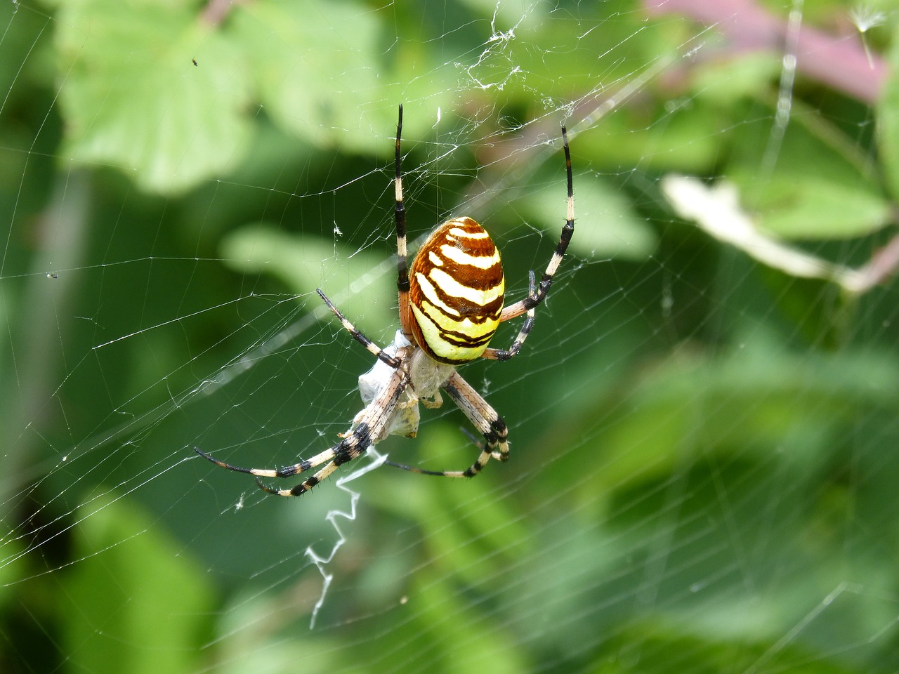 spider tiger wasp spider argiope bruennichi free photo