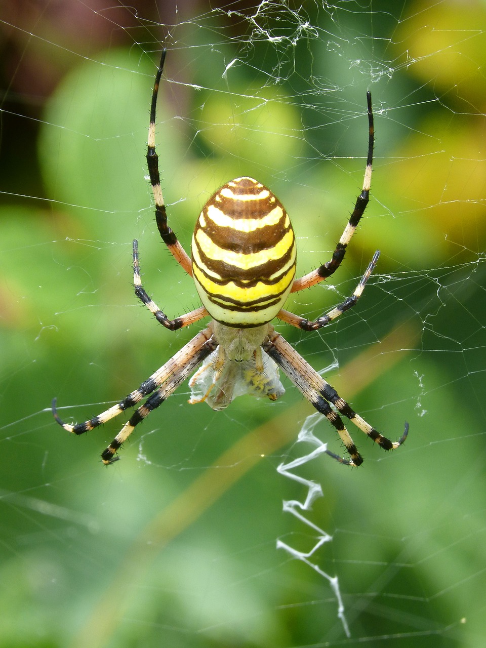 spider tiger wasp spider argiope bruennichi free photo