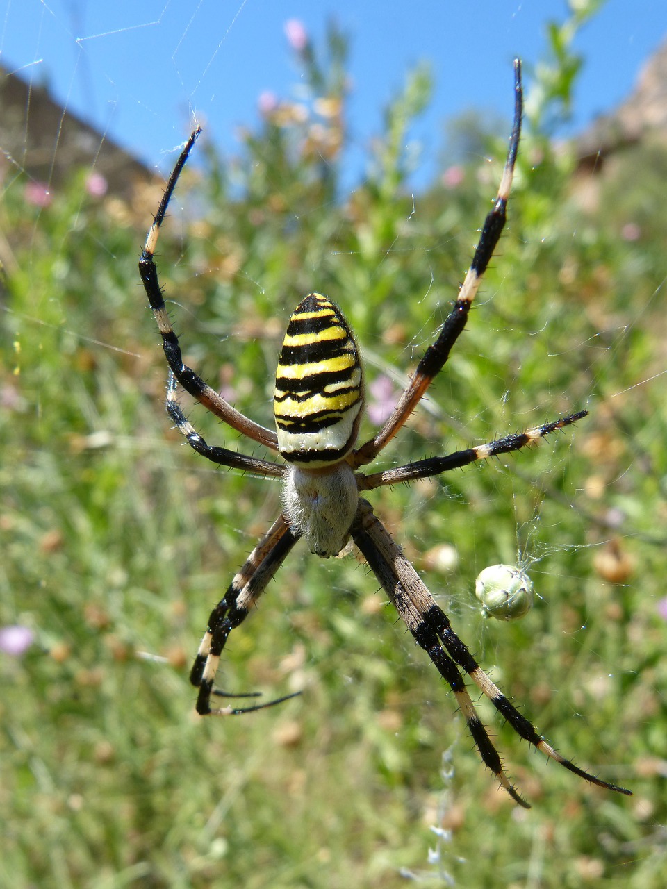 spider tiger web arachnid free photo