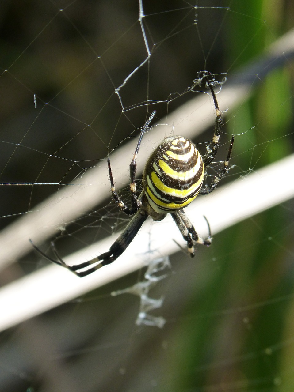 spider tiger web predator free photo