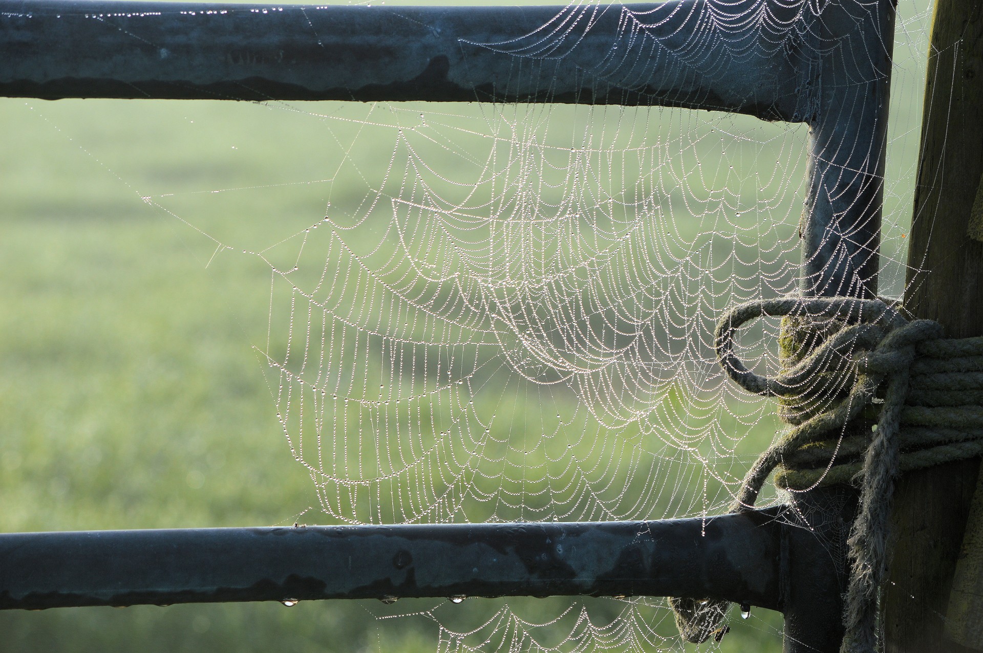 spider web nature free photo