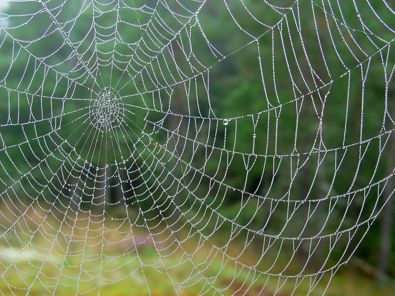 spider web rain drops wet free photo