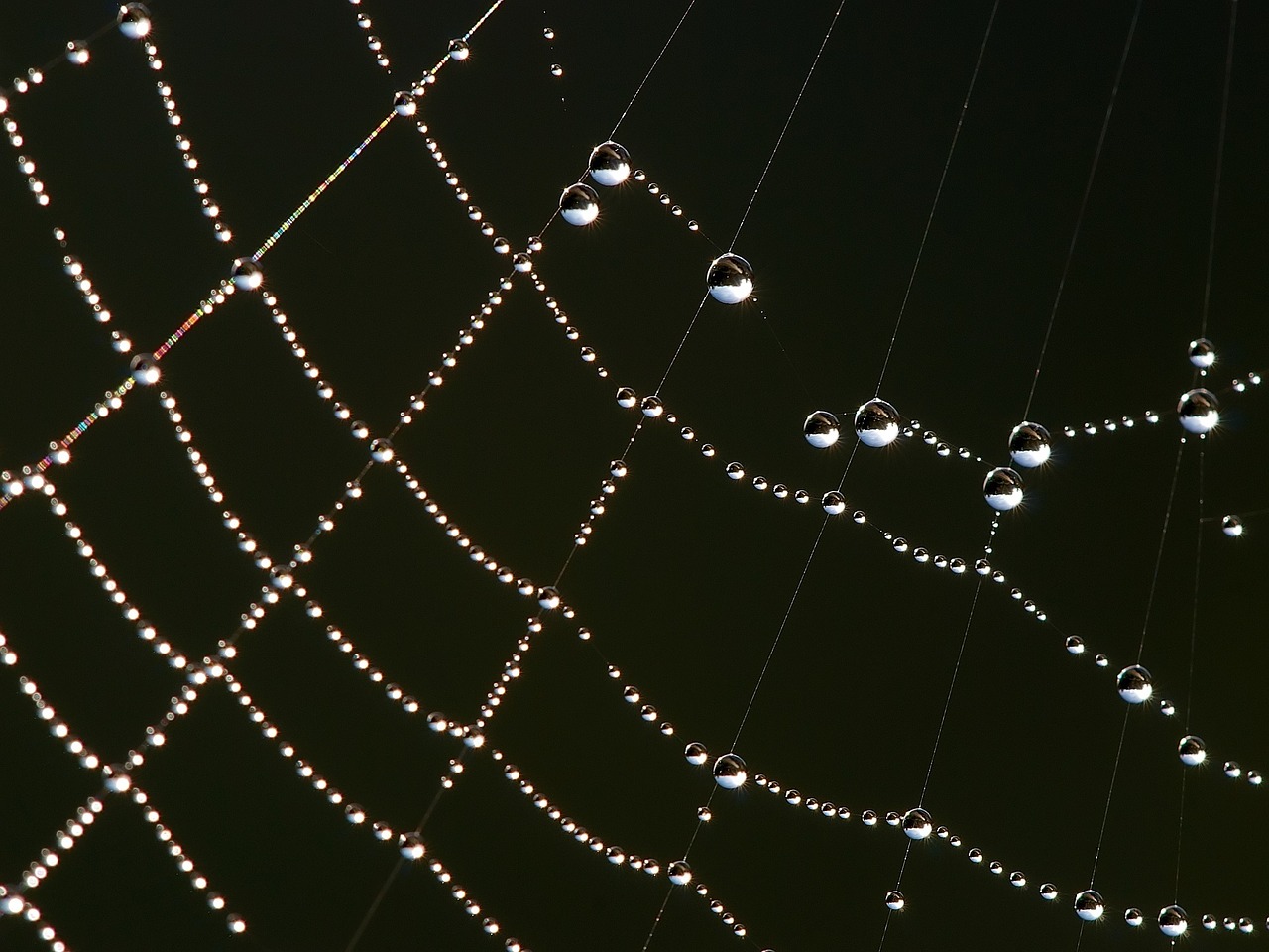 spider web dew drops droplets free photo