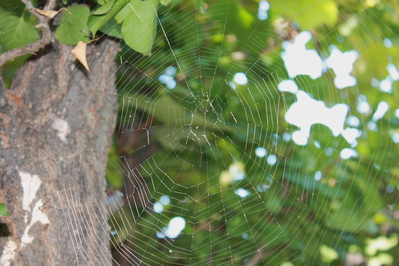spider web web tree free photo