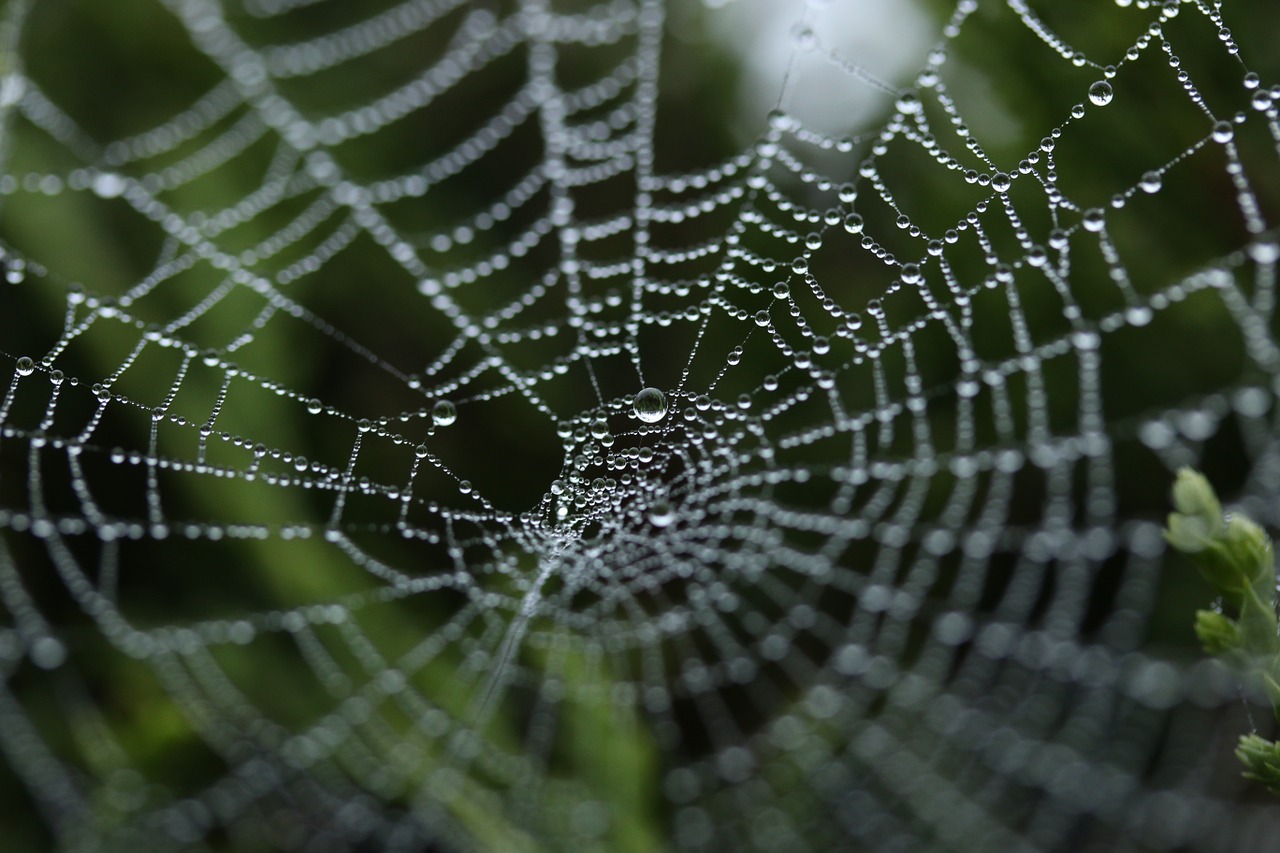 spider web cobweb insect free photo