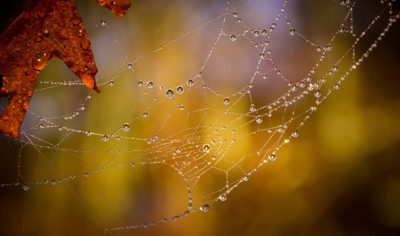 spider web arachnid wet free photo