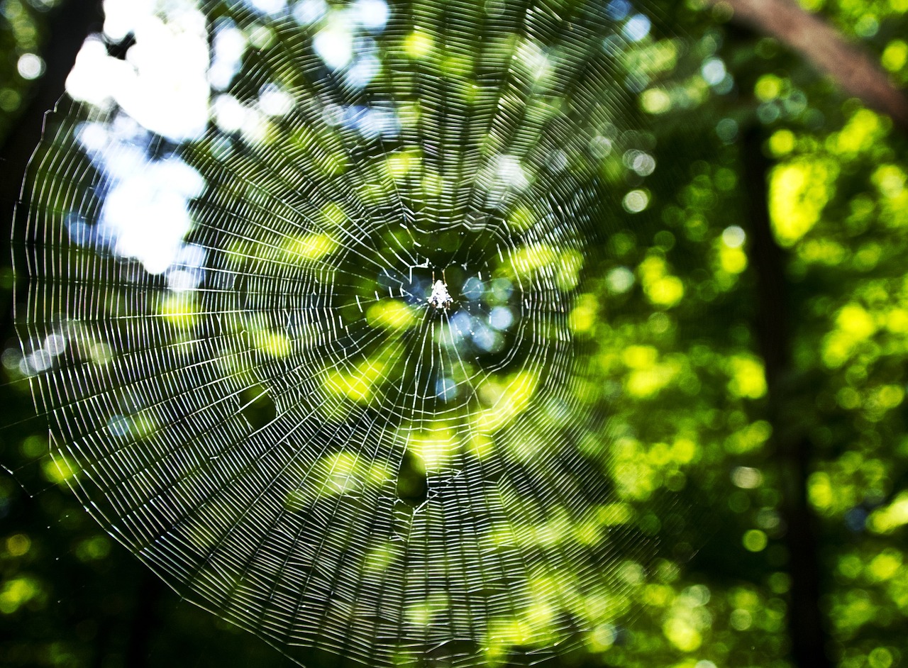 spider web macro network free photo