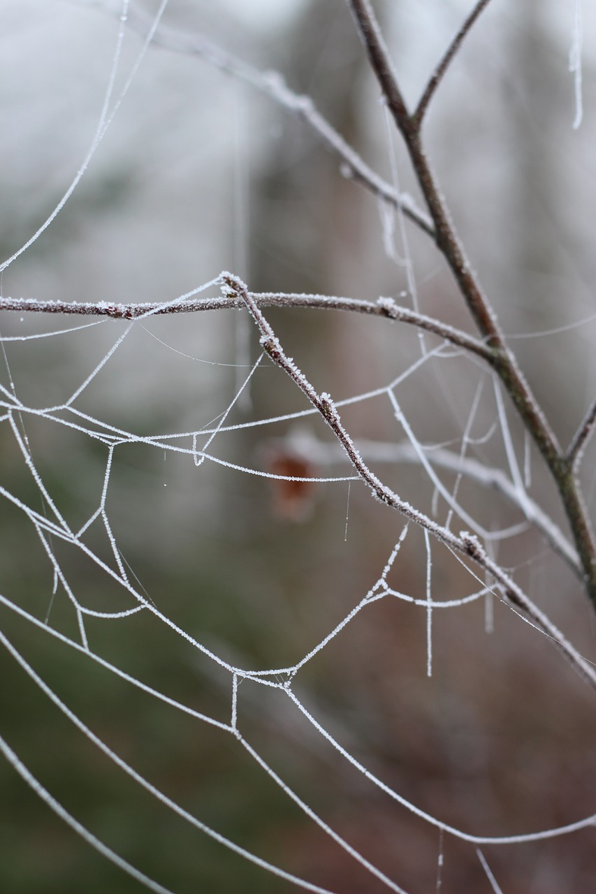 spider web tree wood free photo