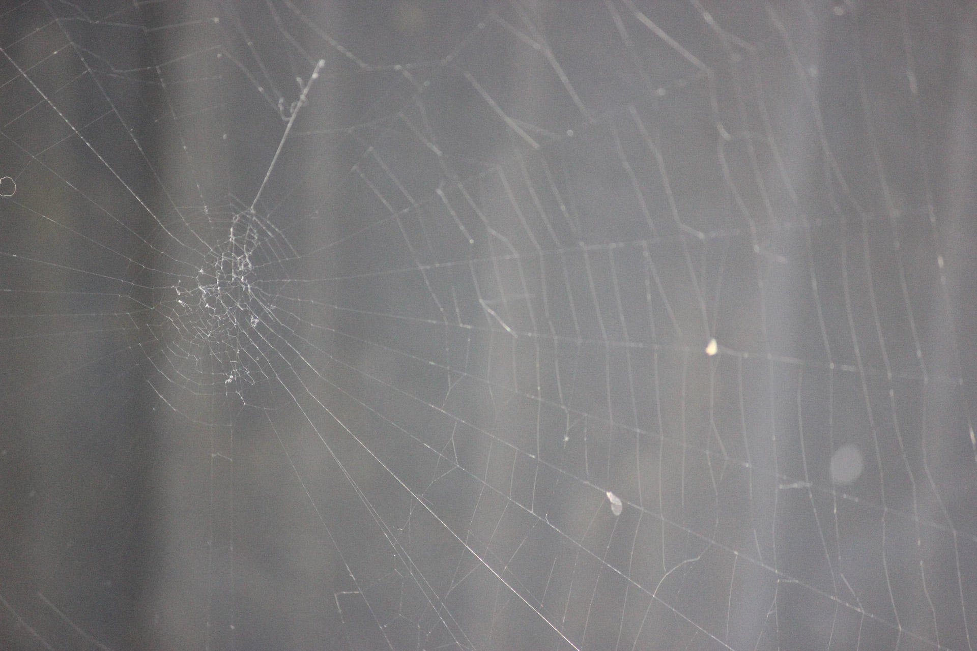 spider web spiders free photo