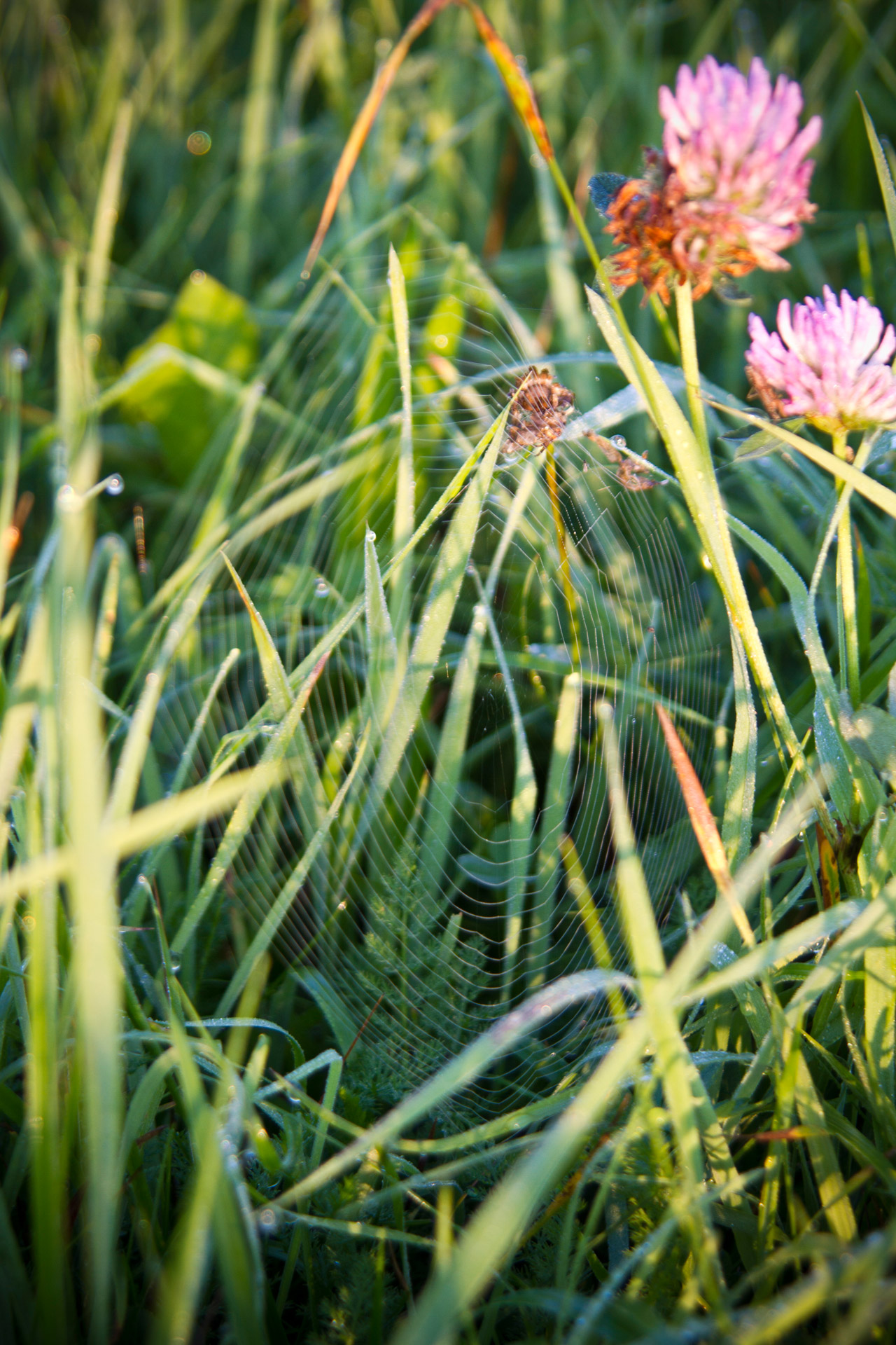 spider web grass free photo