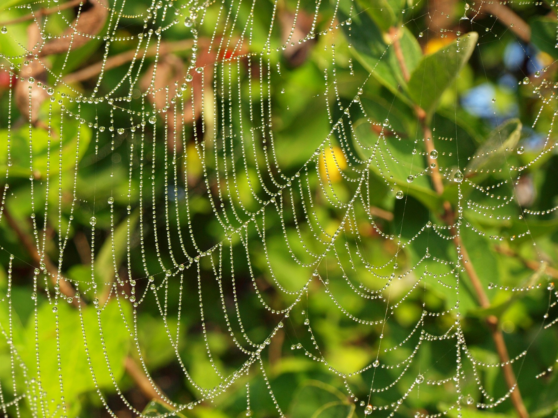 web spider web water free photo