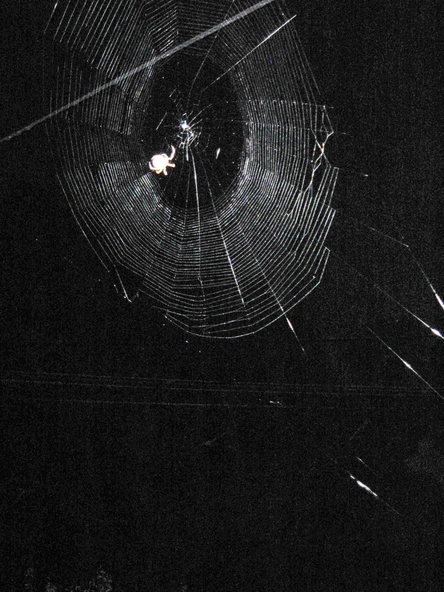 spider web spider web free photo