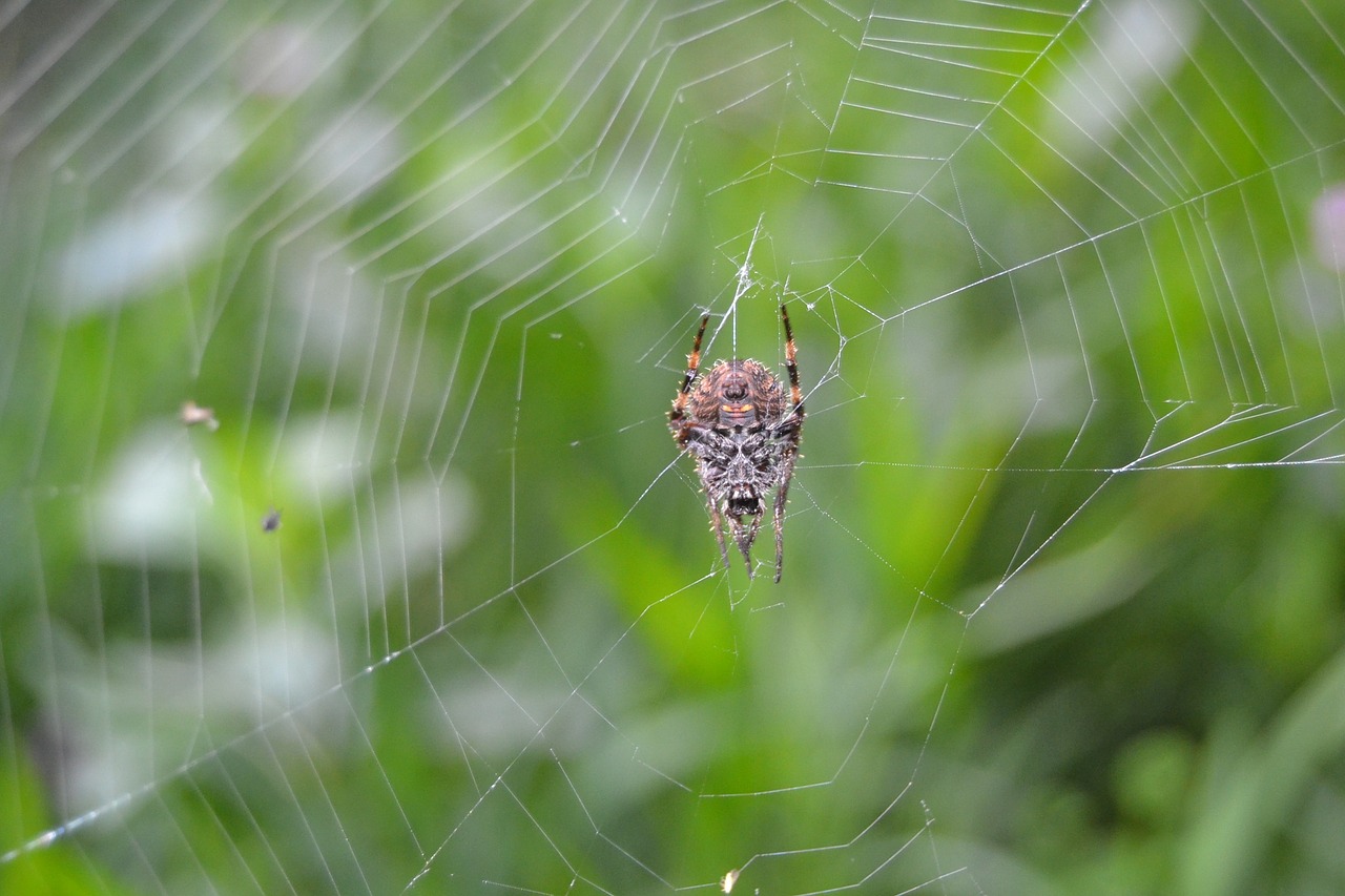 spider web black arachnid free photo