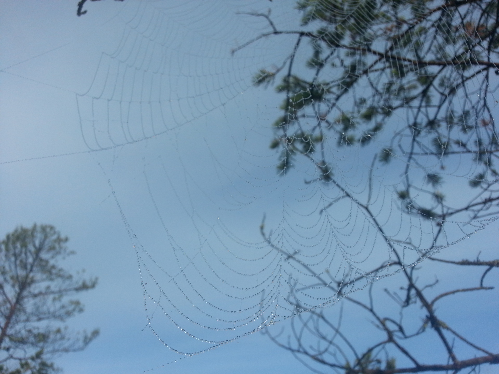 spider web spider's web free photo