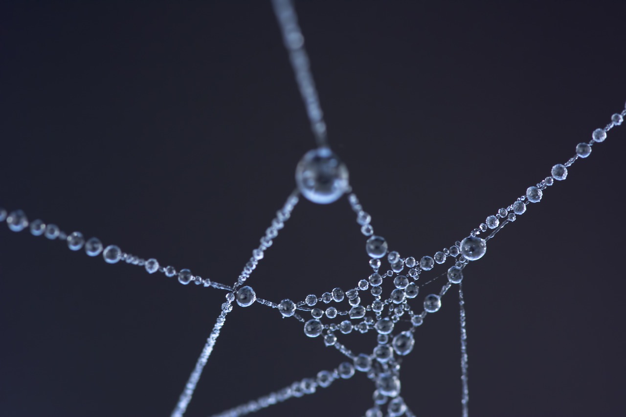 spider web frozen dew free photo