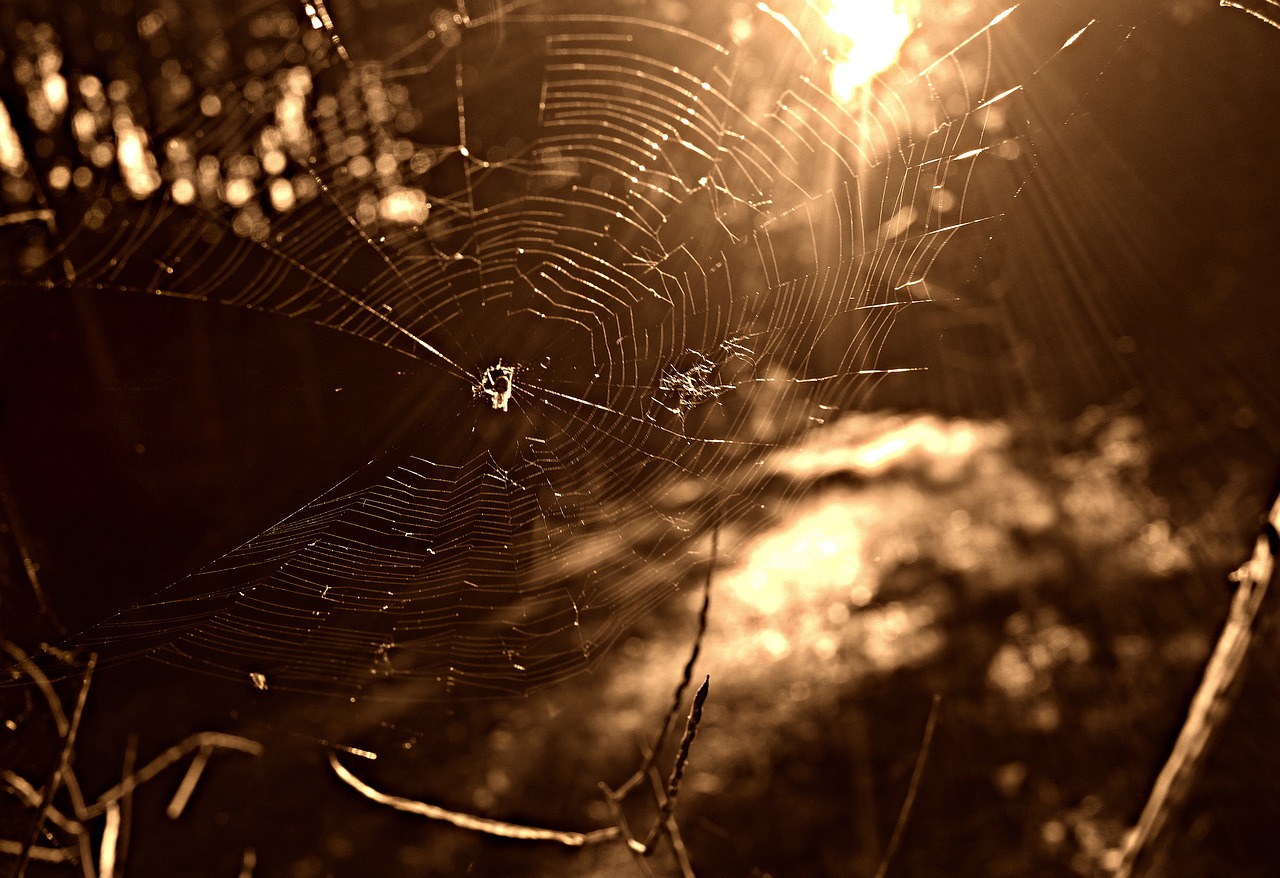 spider web spider insect free photo