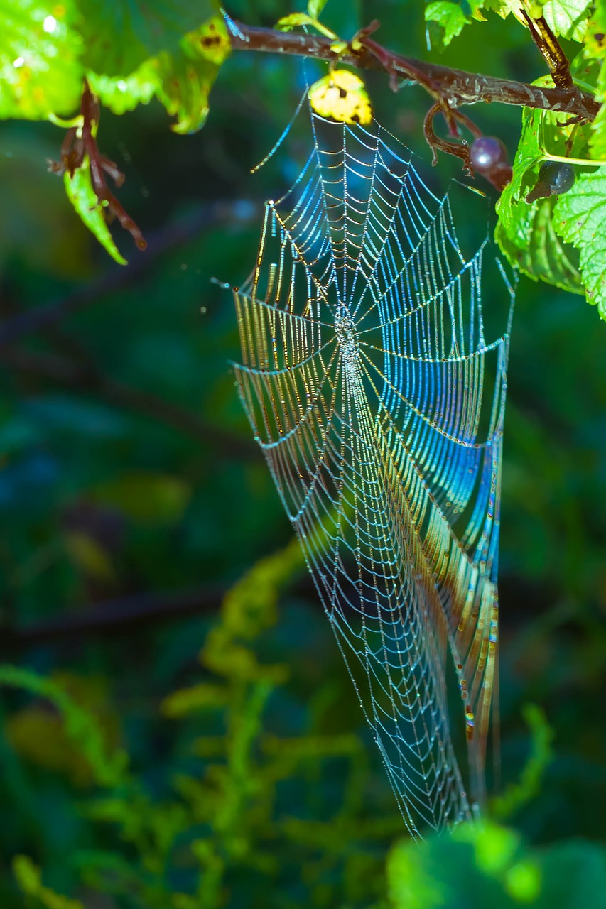 spider web morning the glare free photo