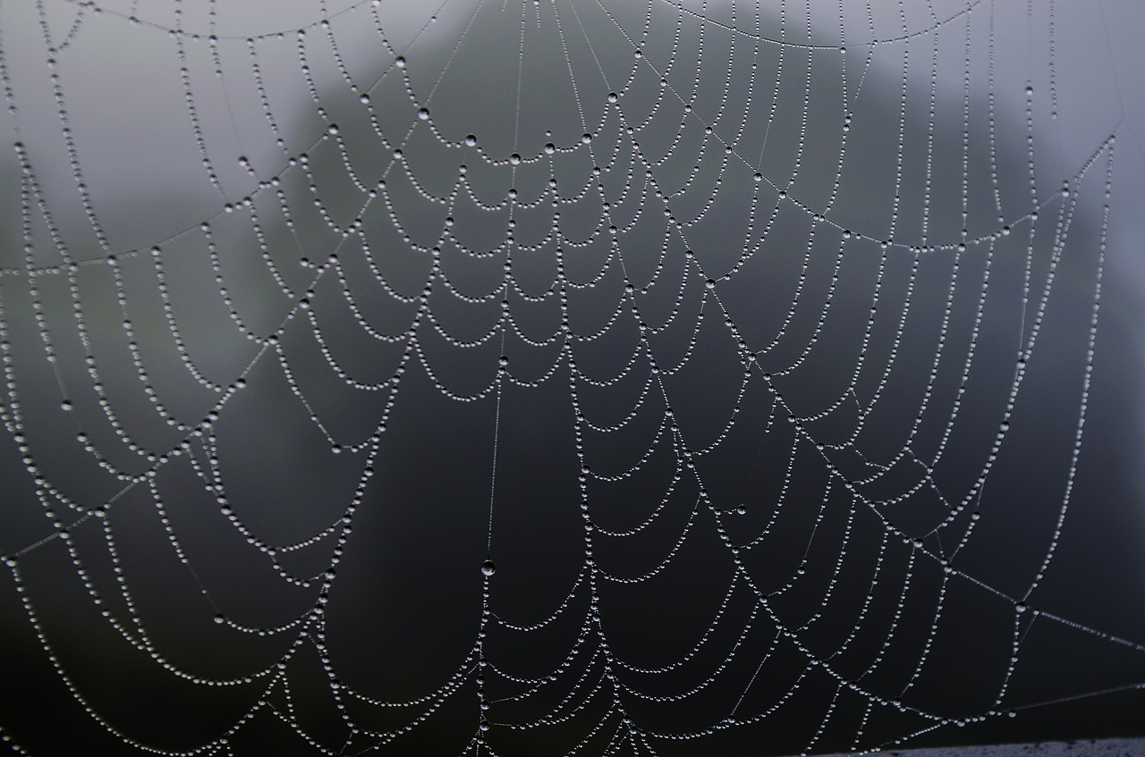 spider web rosa fog free photo