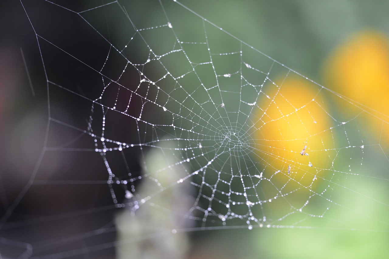 spider web rain spider free photo