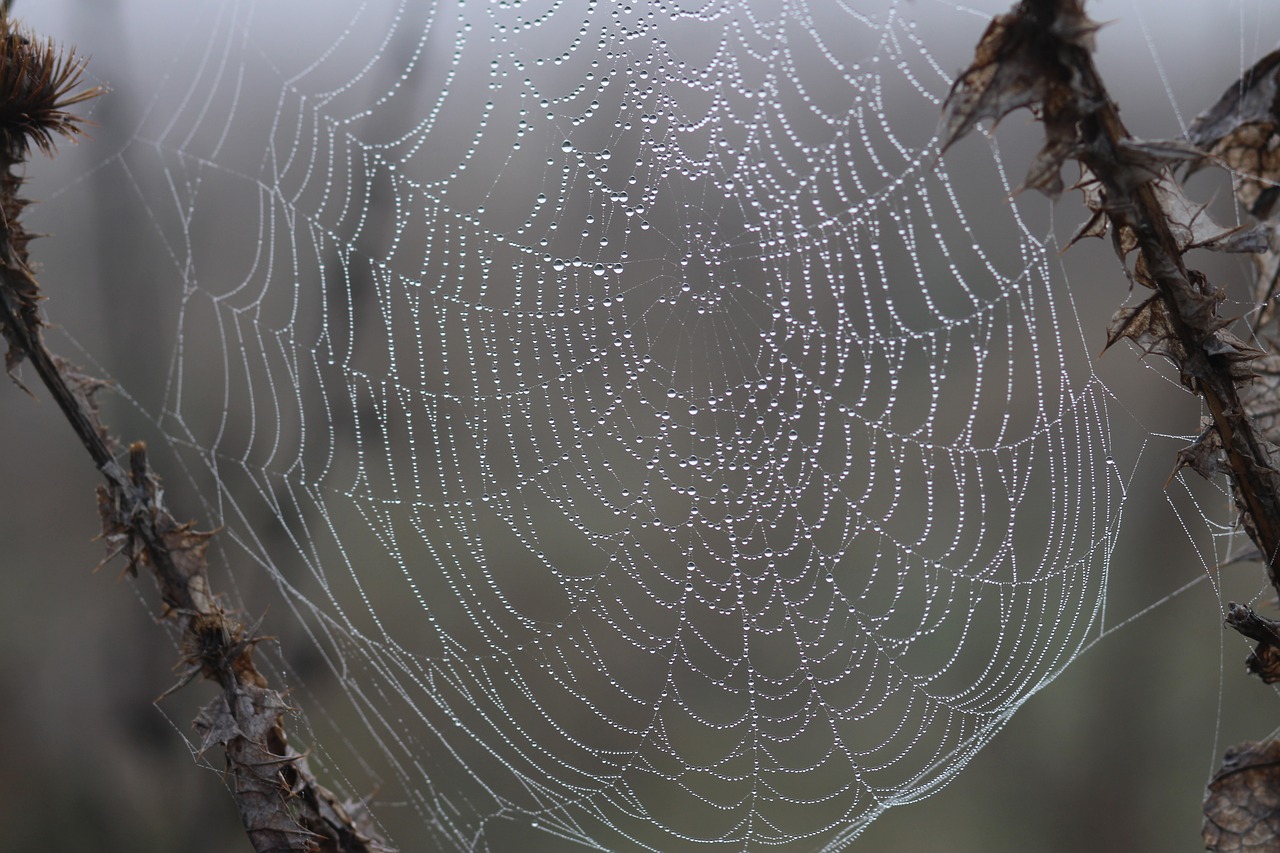 spider web drops dew free photo