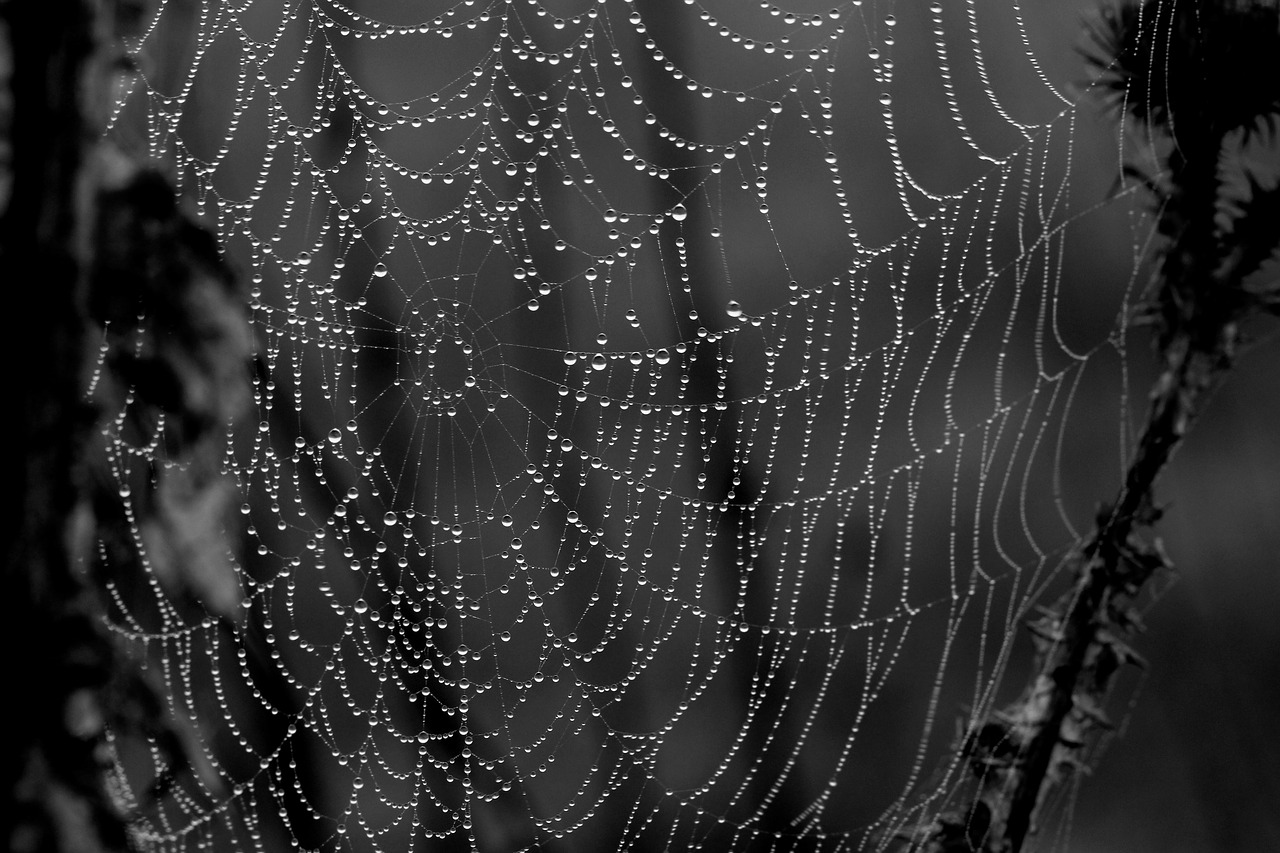 spider web drops dew free photo