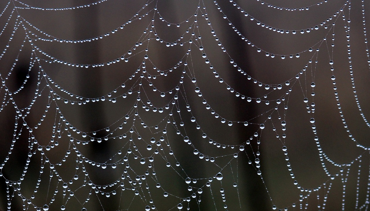 spider web drops dew free photo