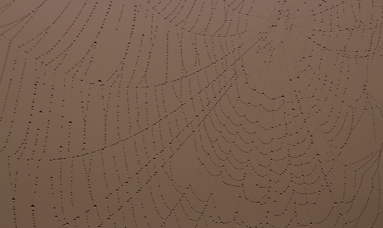 spider web drops dew free photo