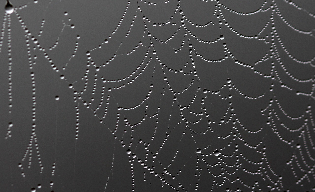 spider web drops dew free photo