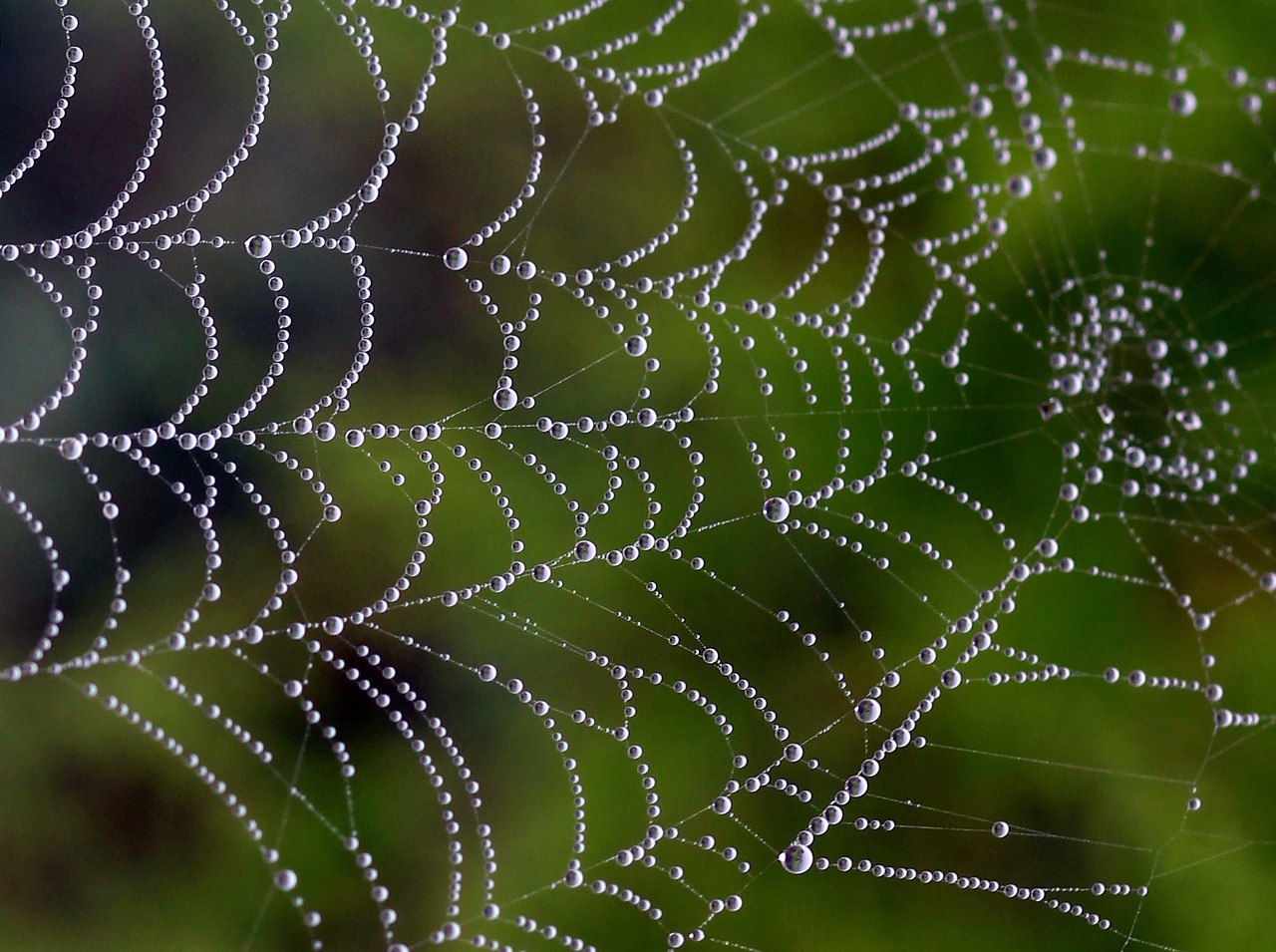 spider web drops dew free photo