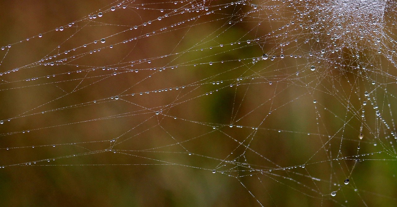 spider web drops dew free photo