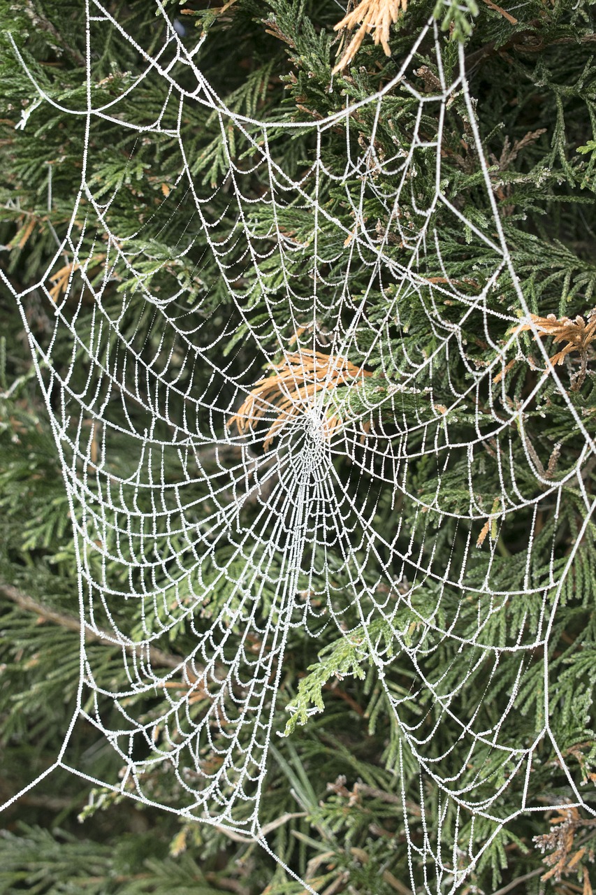 spider web tree ice free photo