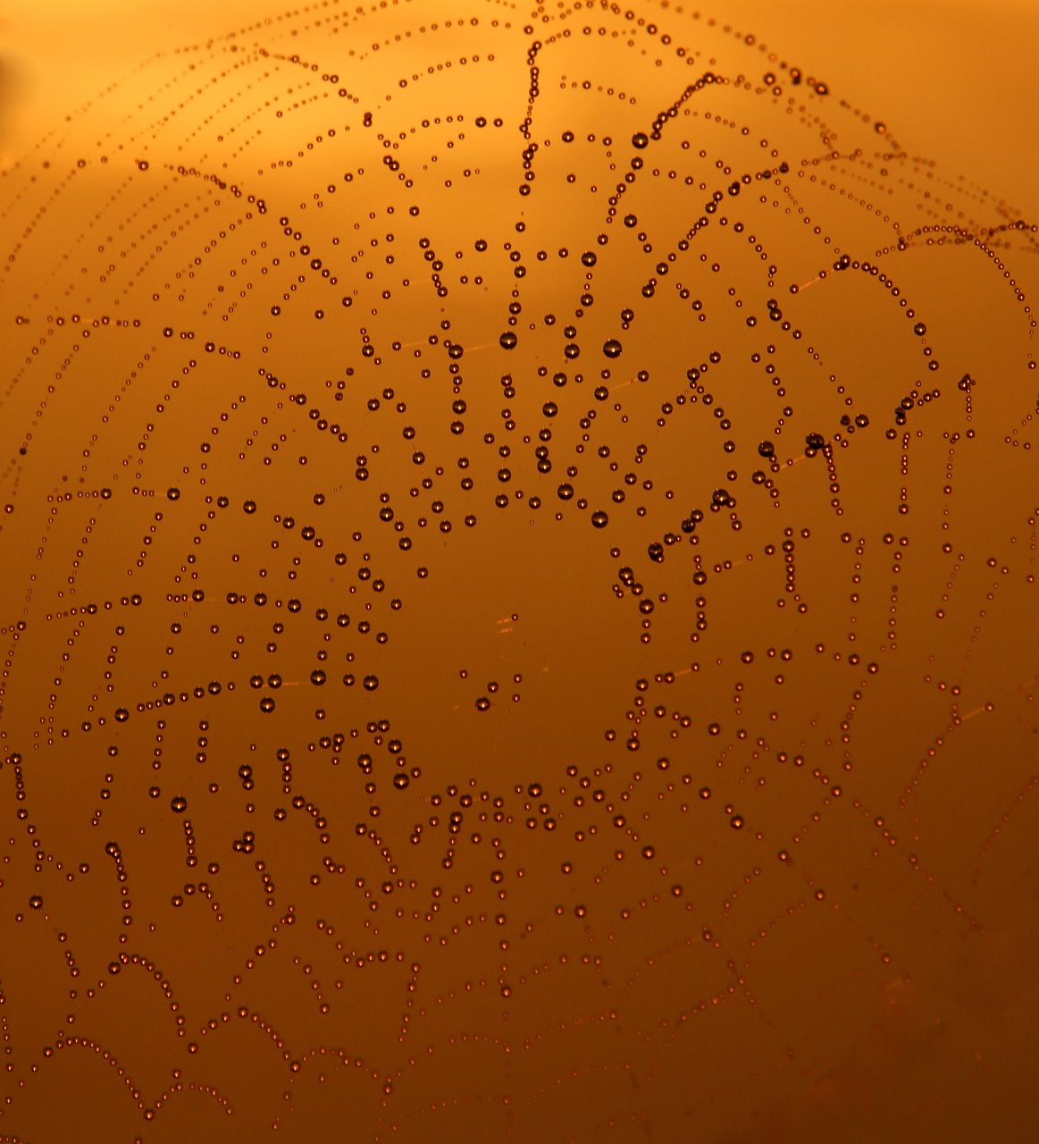 spider web dew sunrise free photo