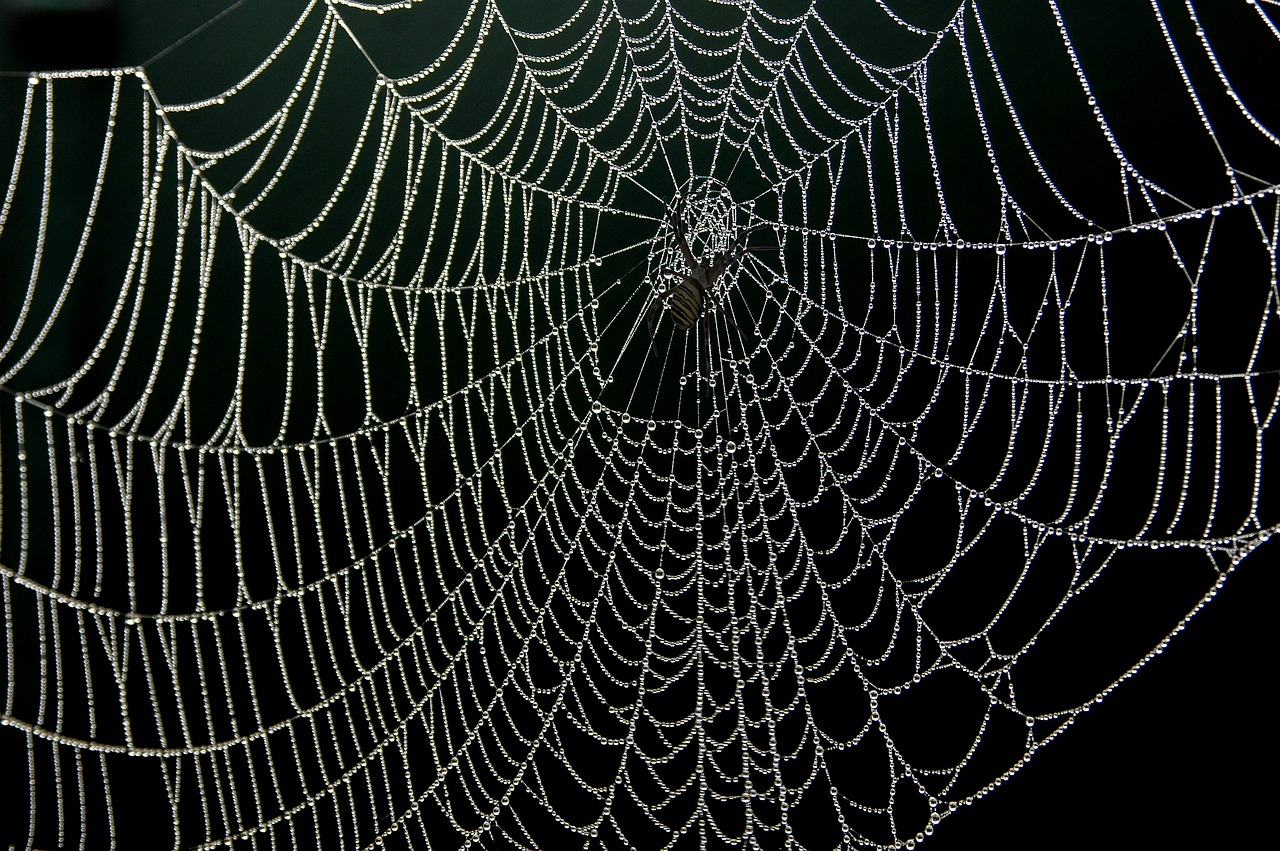 spider web dew drops free photo