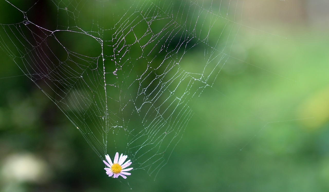 spider web flower hooked free photo