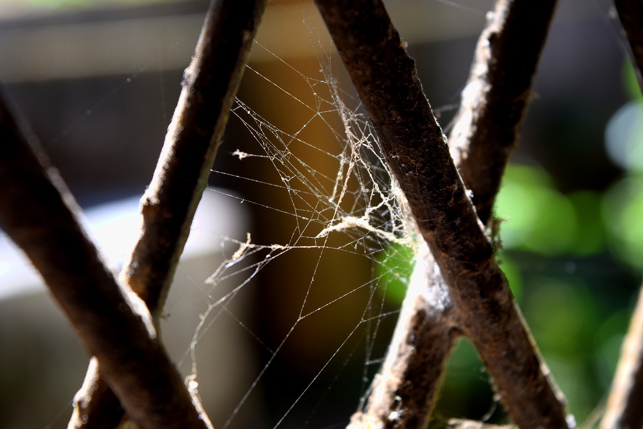 spider web grey dark free photo