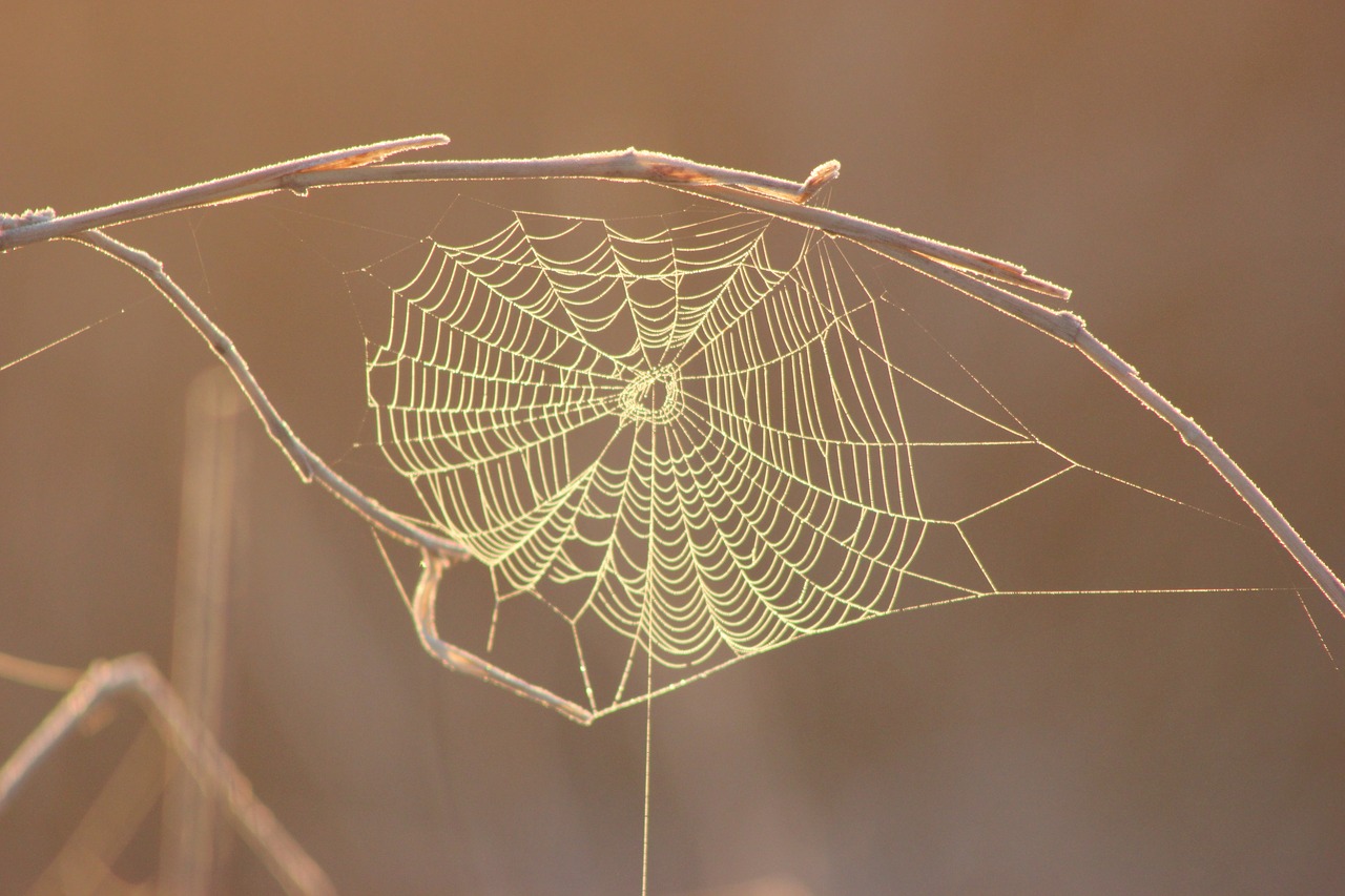 spider web morning web free photo