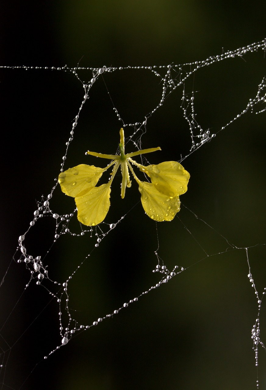 spider web petals yellow free photo