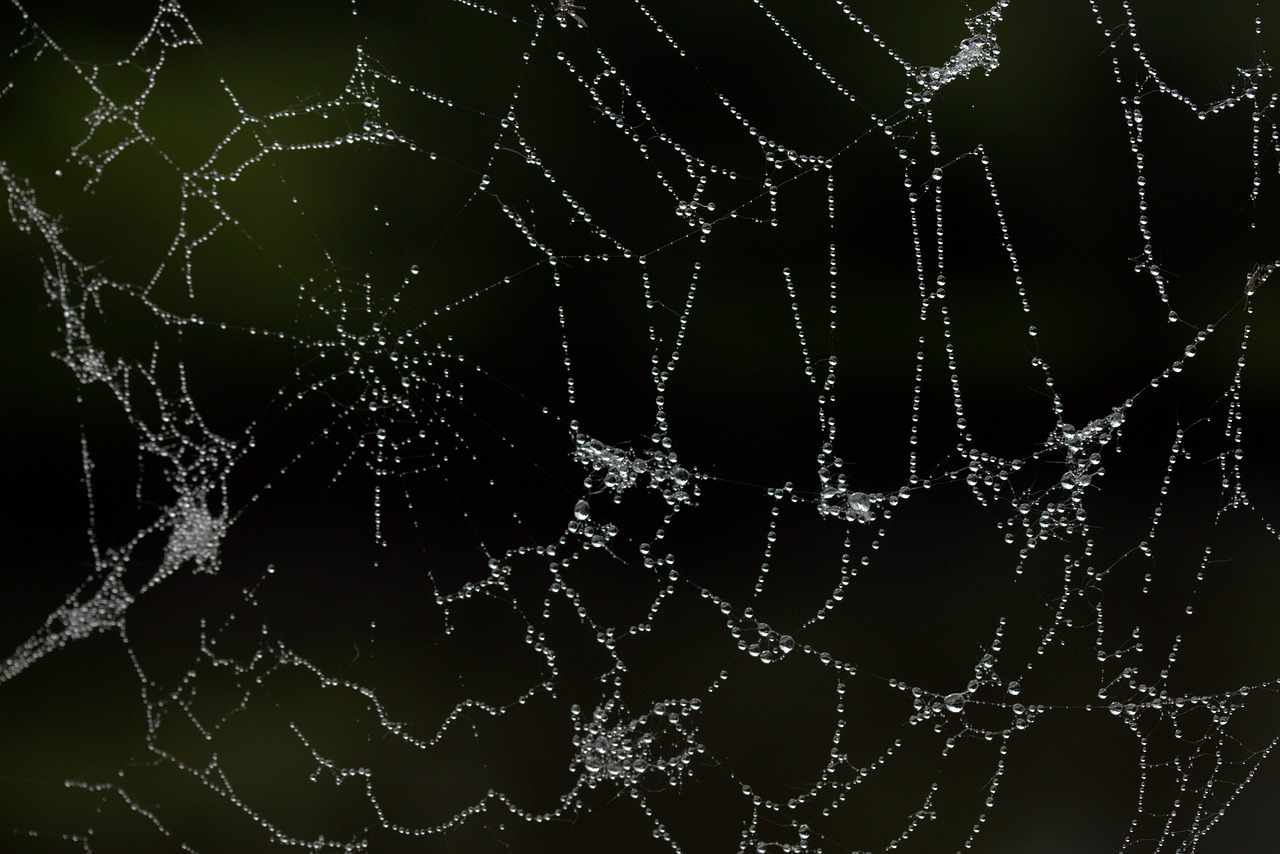 spider web dew drops free photo