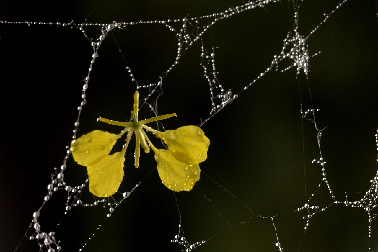 spider web petals yellow free photo